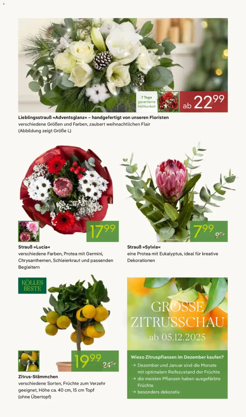Pflanzen Kölle Prospekt vom 01.12.2025, Seite 7