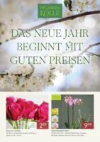 Pflanzen Kölle Prospekt vom 01.01.2026