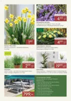 Pflanzen Kölle Prospekt vom 01.01.2026