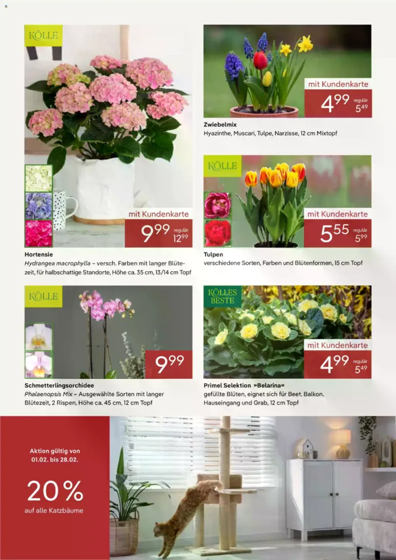 Pflanzen Kölle Prospekt vom 01.02.2026, Seite 2