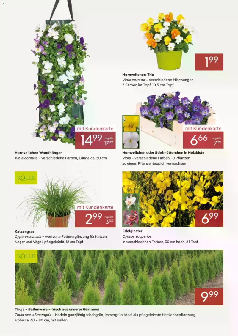 Pflanzen Kölle Prospekt vom 02.03.2026, Seite 2
