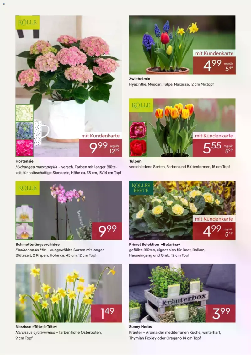 Pflanzen Kölle Prospekt vom 02.03.2026, Seite 3