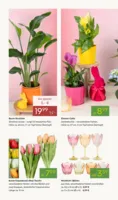Pflanzen Kölle Prospekt vom 02.03.2026