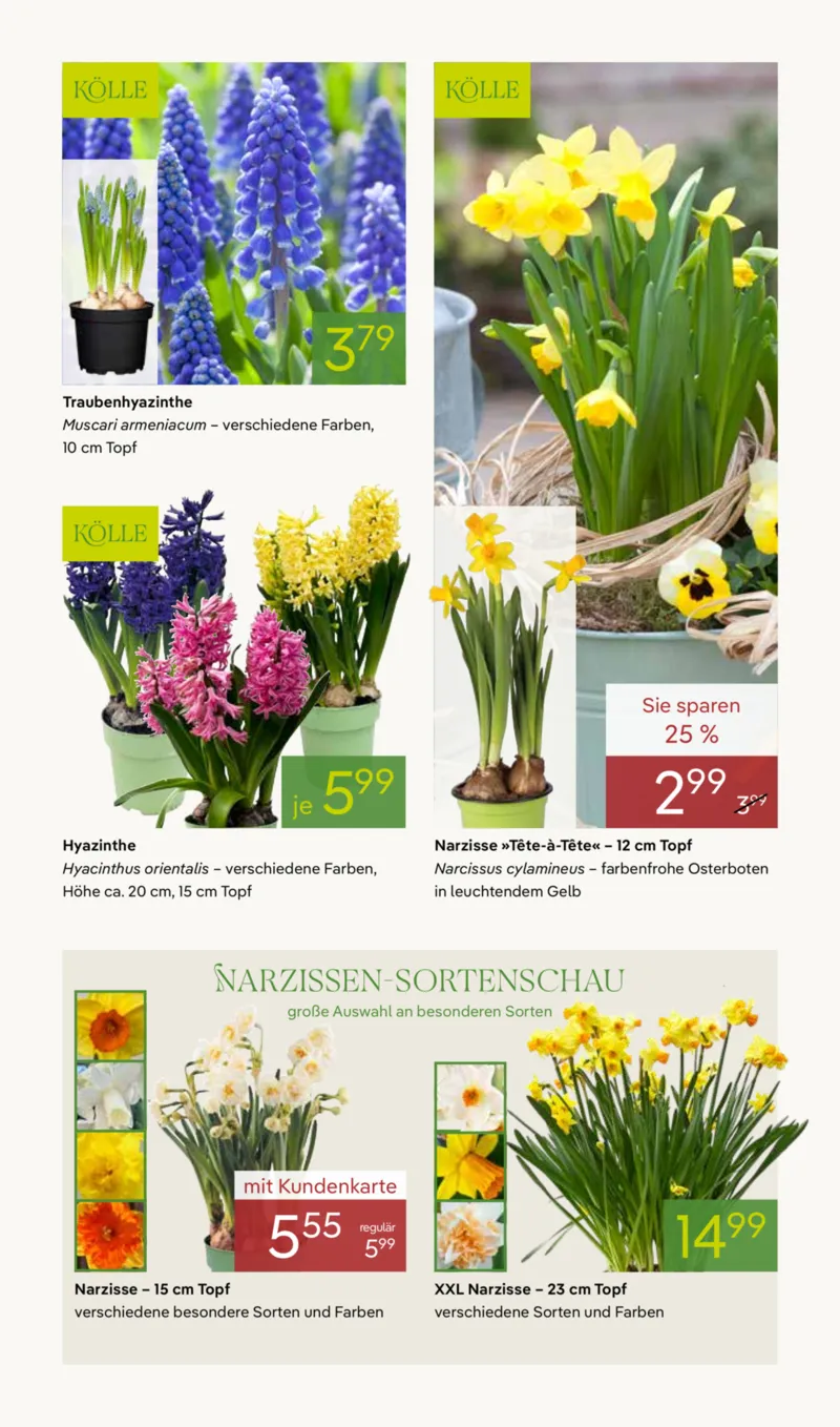 Pflanzen Kölle Prospekt vom 16.03.2026, Seite 3
