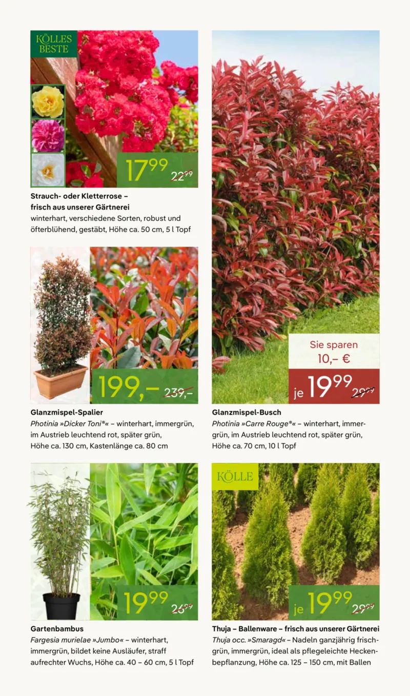 Pflanzen Kölle Prospekt vom 16.03.2026, Seite 5