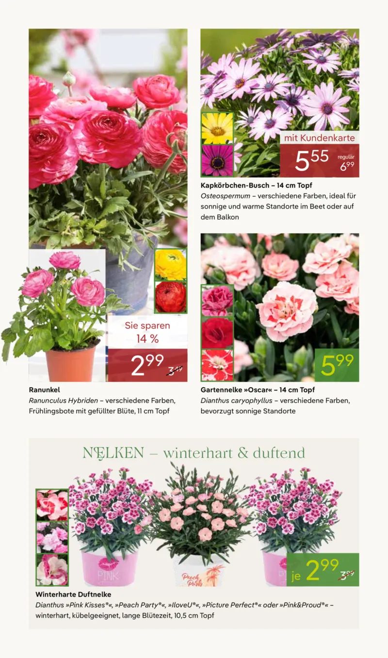 Pflanzen Kölle Prospekt vom 30.03.2026, Seite 4