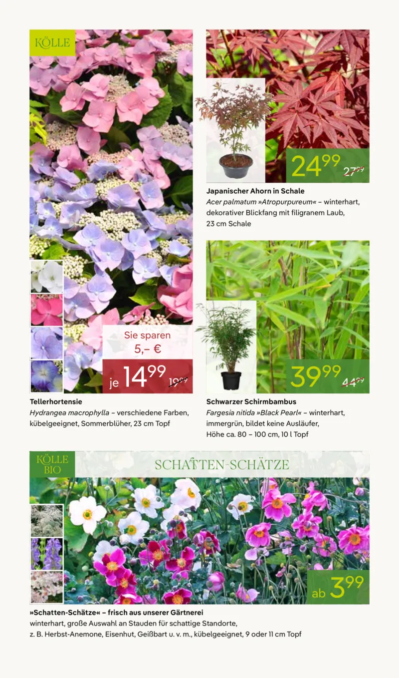 Pflanzen Kölle Prospekt vom 13.04.2026, Seite 10