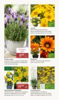 Pflanzen Kölle Prospekt vom 13.04.2026