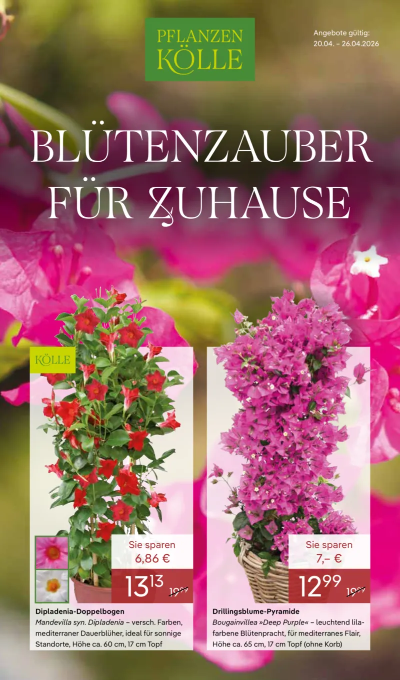 Pflanzen Kölle Prospekt vom 20.04.2026, Seite 1