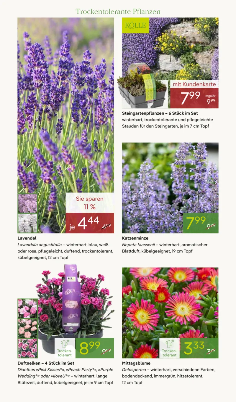 Pflanzen Kölle Prospekt vom 20.04.2026, Seite 6