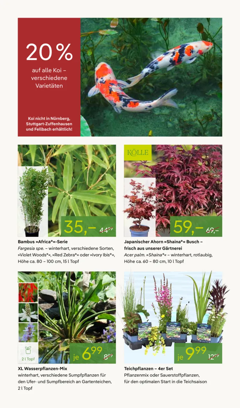 Pflanzen Kölle Prospekt vom 27.04.2026, Seite 8
