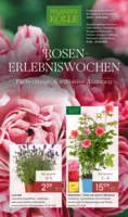 Pflanzen Kölle Prospekt vom 26.05.2026