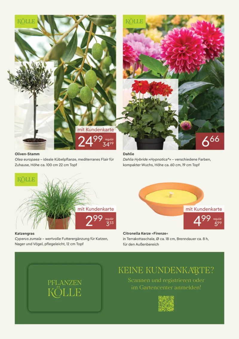 Pflanzen Kölle Prospekt vom 01.06.2026, Seite 3