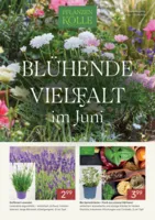 Pflanzen Kölle Prospekt vom 01.06.2026