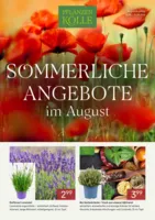 Pflanzen Kölle Prospekt vom 01.08.2026
