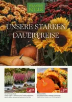 Pflanzen Kölle Prospekt vom 01.10.2026