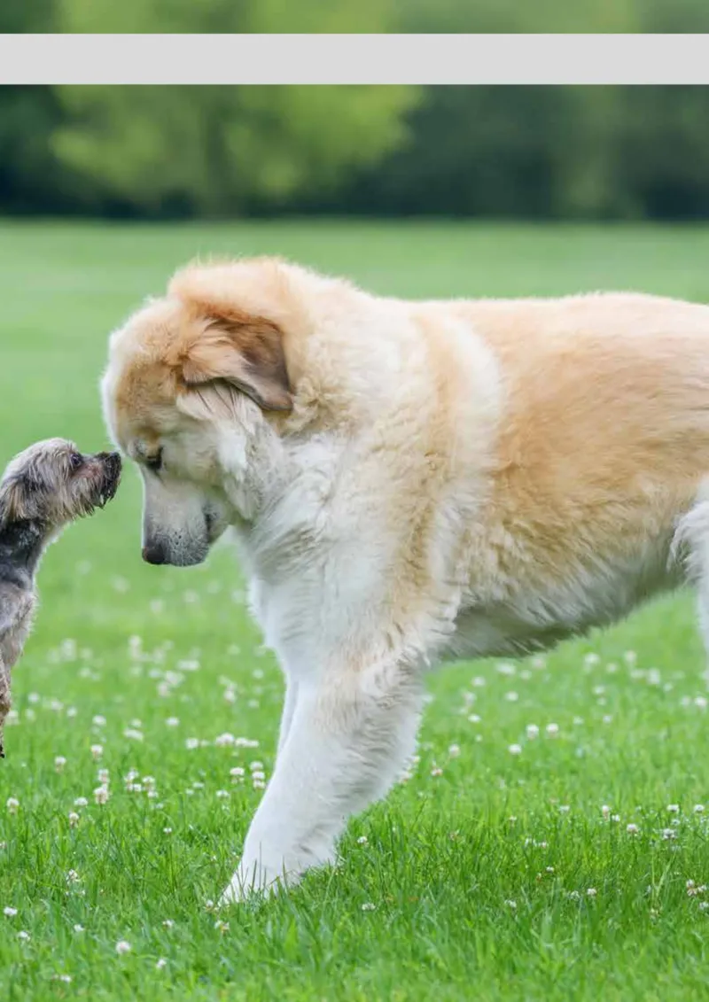 Zookauf Prospekt vom 20.05.2025, Seite 25