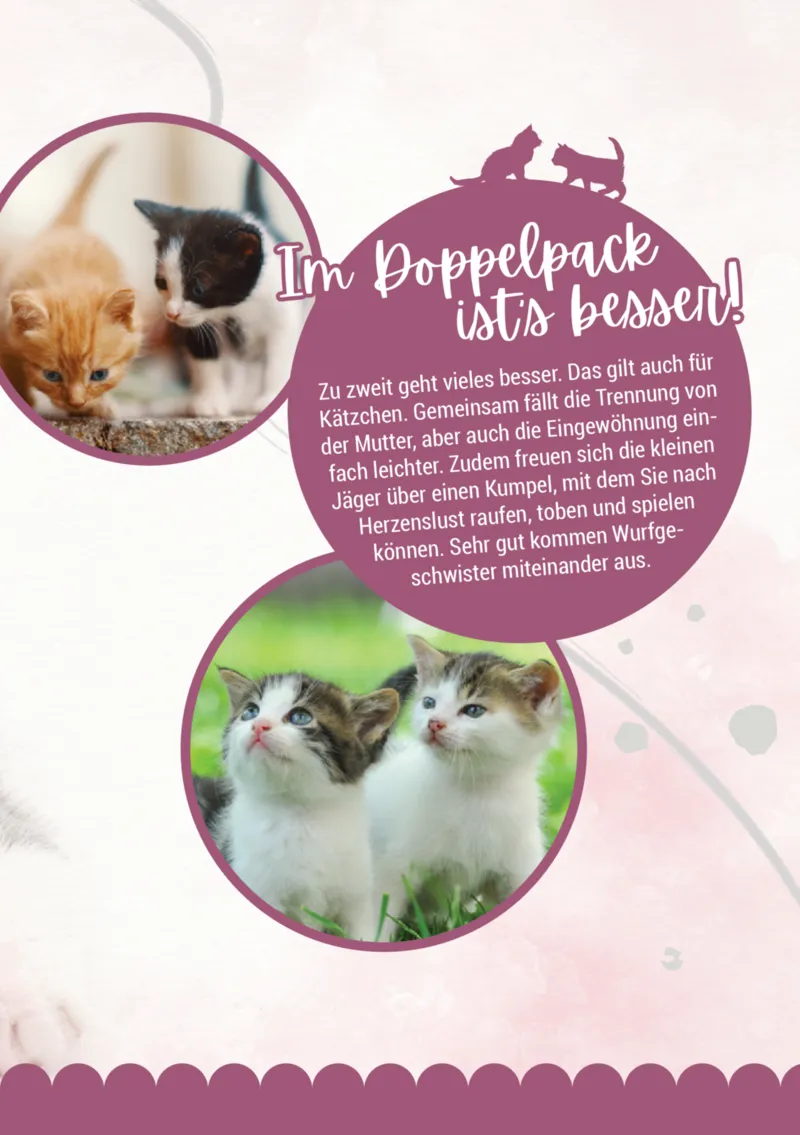 Zookauf Prospekt vom 05.06.2025, Seite 13