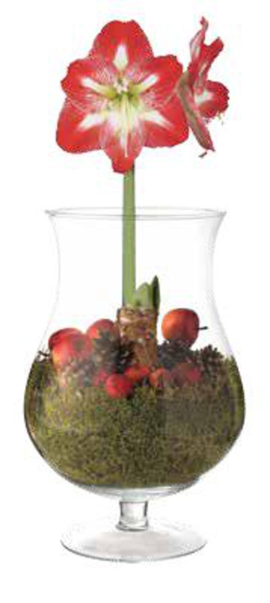 Amaryllis im Glas von NETTO Supermarkt ansehen!