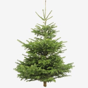 Fair Trees® Weihnachtsbaum Nordmanntanne gesägt 130-150 cm