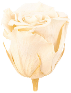 Infinity-Bloom  »Infinity-Bloom«, konservierte Rosenköpfe, max. Wuchshöhe: 6,5  cm