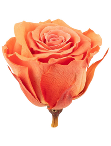 Infinity-Bloom  »Infinity-Bloom«, konservierte Rosenköpfe, max. Wuchshöhe: 3,5  cm, mehrjährig