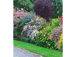Sommer-Hecken-Kollektion, Blütenhecke, Blühhecke 5 Pflanzen Caryopteris, Hypericum, Ribes, Spirea und Weigelie
