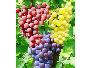 Kernlose Tafel-Trauben-Kollektion Weinreben Sortiment kernlos, 3 Pflanzen New York, Vanessa, Venus