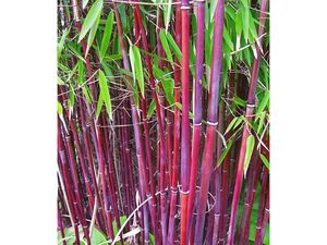 Roter Bambus 'Jiuzhaigou No.1', 1 Pflanze