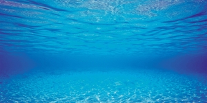 Aquarienrückwand Unterwasserwelt