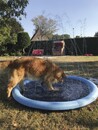 Bild 1 von Nobby Hundepool Splash Pool Ø 150 cm