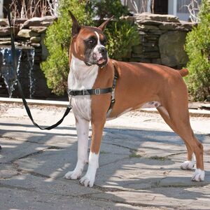 PetSafe Hunde-Halsband »PetSafe Hundegeschirr Anti Zug Hunde Geschirr Brustgeschirr Hundeleine XS-XL«