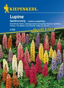Kiepenkerl Lupine Gartenzwerg
, 
Lupinus polyphyllus, Inhalt: ca. 20 Pflanzen