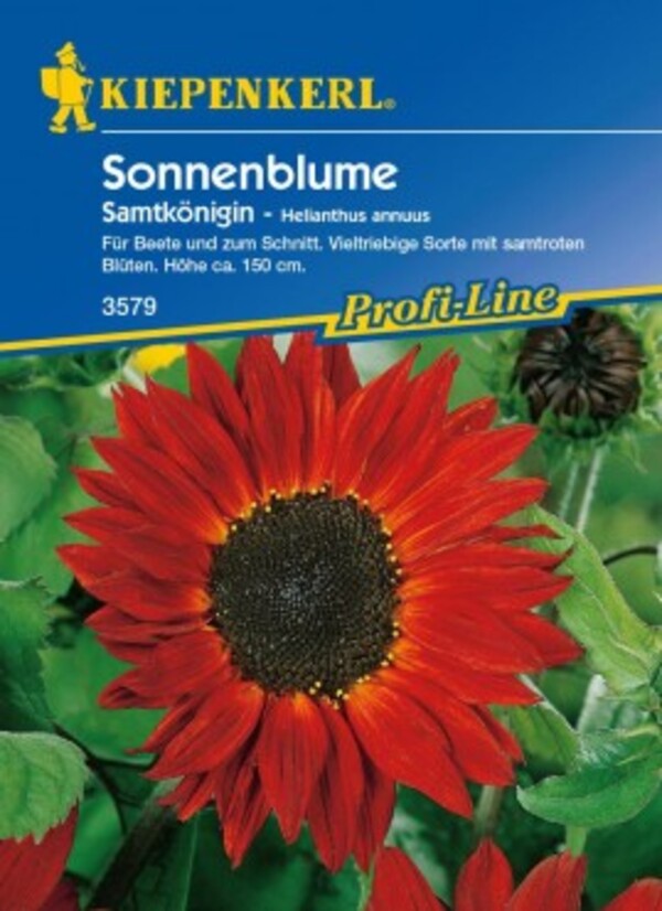 Kiepenkerl Sonnenblume Samtkönigin
, 
Helianthus annuus, Inhalt: ca. 40 Pflanzen