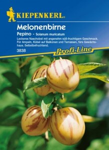 Kiepenkerl Melonenbirne Pepino
, 
Salvia splendens, Inhalt: 10 Korn