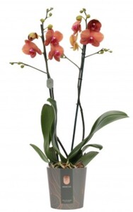 Orchidee 'Surf Song' 12 cm Topf ca. 60 cm hoch