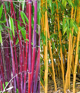 Bambus-Raritäten Kollektion,2Pflanzen