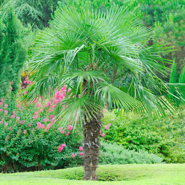 HanfPalme Trachycarpus fortunei von Mein schöner Garten für 42,99