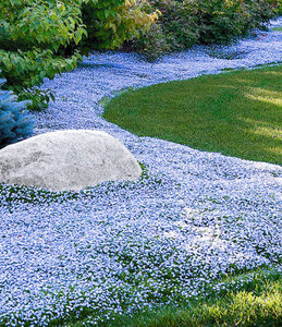 Mein schöner Garten Bienenfreundliches Bodendecker-Set Himmlisches Blau , 15 Pflanzen