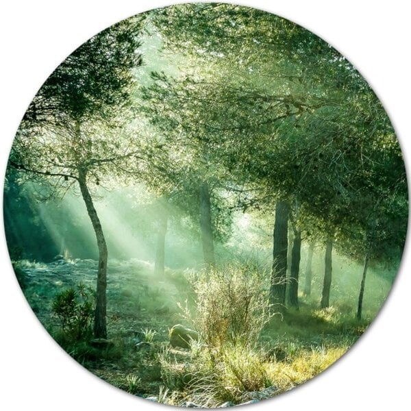 PRO ART Alu-Art Bild FOREST HARMONY VI 100 cm von porta Möbel für 199