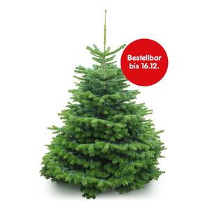 Weihnachtsbaum Nordmanntanne ca. 150 cm