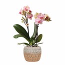 Bild 1 von Pflanzenarrangement Orchidee 2-Trieber in Marrakesh Keramik 9 cm Topf ca. 35 cm hoch