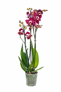 Orchidee 'Magdalena' 12 cm Topf ca. 60 cm hoch