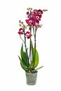Bild 1 von Orchidee 'Magdalena' 12 cm Topf ca. 60 cm hoch