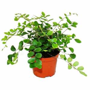 Pellaea rotundifolia - Pelle- oder Urweltfarn - 9cm Topf