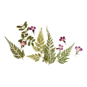 Blüten & Blätter-Mix, gepresst