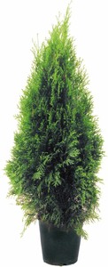 Lebensbaum Smaragd 60-80 cm 5 l Container