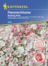 Bild 1 von Kiepenkerl Flammenblume Blushing Bride
, 
Inhalt reicht für ca. 50 Pflanzen