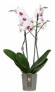 Bild 1 von Orchidee 'Passion New' 12 cm Topf ca. 60 cm hoch