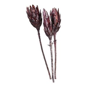 Trockenblume Protea  3Stk, bordeaux